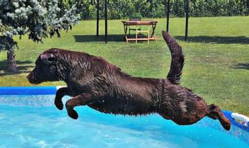 LABRADOR MARRONE IN ACQUA